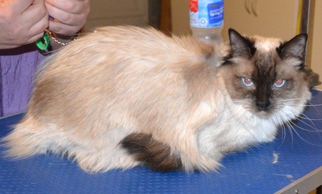 Naya is a Ragdoll. She had her fur shaved, nails clipped, ears cleaned and some Hot Pink Softpaw nail caps. Pampered by  Kylies Cat Grooming Services also all size dogs.