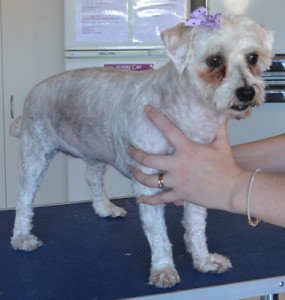 Coco is a poodle x Bichon. She is a rescue dog. She had her matted fur shaved off, nails clipped, ears and eyes cleaned and a wash n blow dry. Pampered by Kylies Cat Grooming Services also all size dogs.
