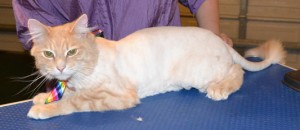 Captain is a Long hair Domestic. He had his fur shaved down, nails clipped and ears cleaned. (His long fur was all cut off by his owner during the 40 plus degree heat to give him a bit off relief) Which would of helped him with the heat. Pampered by Kylies Cat Grooming Services also all size dogs.