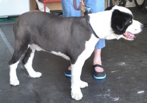 Blue is a Border Collie. He is a nervous Doggy. He had his fur clipped for the summer. Pampered by Kylies cat Grooming services Also All Size Dogs.