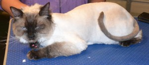 Naya is a Ragdoll. She had her fur shaved, nails clipped, ears cleaned and some Hot Pink Softpaw nail caps. Pampered by Kylies Cat Grooming Services also all size dogs.