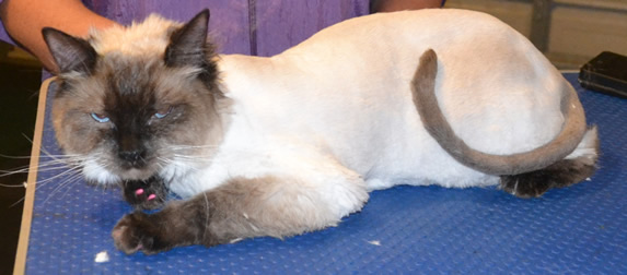 Naya is a Ragdoll. She had her fur shaved, nails clipped, ears cleaned and some Hot Pink Softpaw nail caps. Pampered by  Kylies Cat Grooming Services also all size dogs.