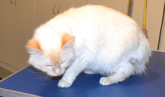 Nova is a Flame Point Ragdoll. He has his matted fur shaved down, nails clipped and ears cleaned.  Pampered by  Kylies Cat Grooming Services also all size dogs.