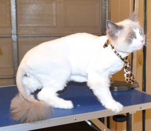 Mookie is a Ragdoll. He had his Fur shaved down, nails clipped and ears cleaned. Pampered by Kylies Cat Grooming Services also all size dogs.