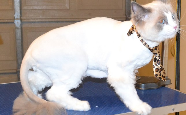 Mookie is a Ragdoll. He had his Fur shaved down, nails clipped and ears cleaned. Pampered by Kylies Cat Grooming Services also all size dogs.