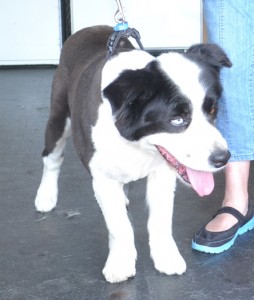 Blue is a Border Collie. He is a nervous Doggy. He had his fur clipped for the summer. Pampered by Kylies cat Grooming services Also All Size Dogs.