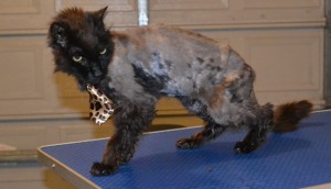 Zuies is a 17 yr old Long Hair Domestic. He had his matted fur shaved off, nails clipped, ears cleaned and a wash n blow dry. Pampered by Kylies Cat Grooming Services also all size dogs.
