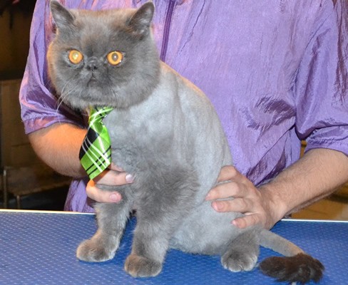 Merlin is a Exotic Short hair Persian. He had his fur shaved down, nails clipped and ears and eyes cleaned.Pampered by Kylies Cat Grooming Services also all size dogs.