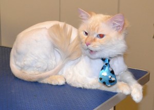 Nova is a Flame Point Ragdoll. He has his matted fur shaved down, nails clipped and ears cleaned. Pampered by Kylies Cat Grooming Services also all size dogs.