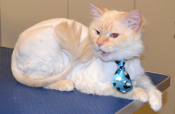 Nova is a Flame Point Ragdoll. He has his matted fur shaved down, nails clipped and ears cleaned.  Pampered by  Kylies Cat Grooming Services also all size dogs.