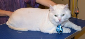 Captain is a Medium Hair Domestic. He had his matted fur shaved down, nails clipped, ears cleaned and Blue Softpaw nail caps. Pampered by Kylies Cat Grooming Services also all size dogs.