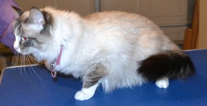 Bella is a lynx point and mitted Ragdoll. She had her fur shaved down, nails clipped, ears cleaned and Hot Pink Softpaw nails caps. Pampered by Kylies Cat Grooming Services also all size dogs.