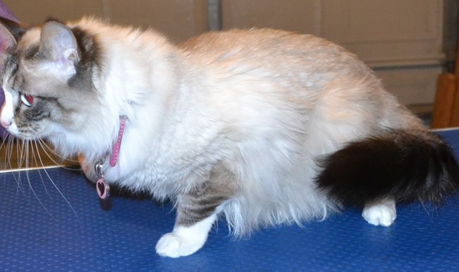 Bella is a lynx point and mitted Ragdoll. She had her fur shaved down, nails clipped, ears cleaned and Hot Pink Softpaw nails caps.   Pampered by  Kylies Cat Grooming Services also all size dogs.