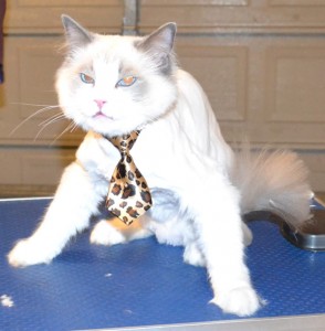 Mookie is a Ragdoll. He had his Fur shaved down, nails clipped and ears cleaned. Pampered by Kylies Cat Grooming Services also all size dogs.