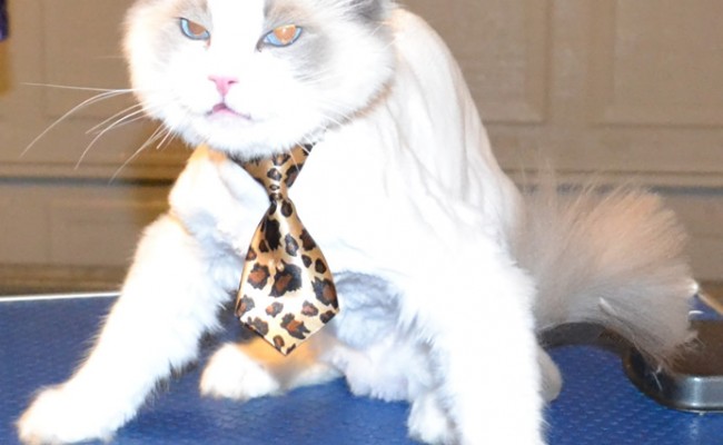 Mookie is a Ragdoll. He had his Fur shaved down, nails clipped and ears cleaned. Pampered by Kylies Cat Grooming Services also all size dogs.