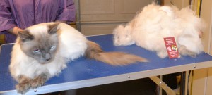Casper is a Ragdoll. He had his fur raked, nails clipped, ears cleaned and a wash n blow dry. Pampered by Kylies cat Grooming services Also All Size Dogs.