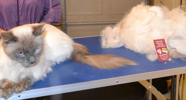 Casper is a Ragdoll. He had his fur raked, nails clipped, ears cleaned and a wash n blow dry.  Pampered by Kylies cat Grooming services Also All Size Dogs.
