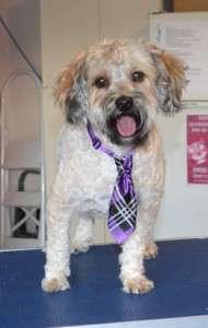 Nelly is a Maltese Shih Tzu x Poodle. He had his fur clipped down short, ears and eyes cleaned, nails clipped and a wash n blow dry. Pampered by Kylies Cat Grooming Services also all size dogs.