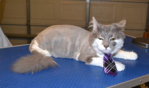 Misty is a male Long hair domestic. He had his fur clipped, ears cleaned nails clipped and just a wash and toweled dried after this pic. Pampered by Kylies Cat Grooming Services also all size dogs.