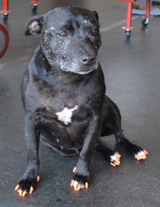 Staff is an English Staffy. She had her nails clipped, Full set of Orange Softpaws put on, ears cleaned, her fur raked and a wash n blow dry. She was such a good girl. Pampered by Kylies Cat Grooming Services also all size dogs.