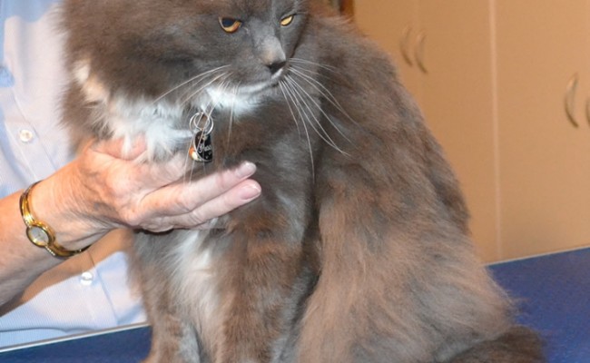 Puss is a Long Hair Russian Blue. She had her fur shaved down, nails clipped and ears cleaned.Pampered by Kylies Cat Grooming Services also all size dogs.