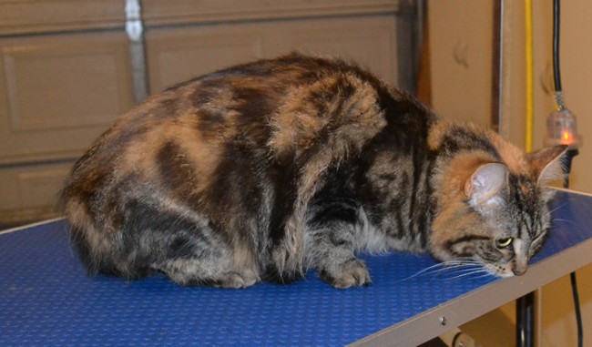 Milu is a medium hair Tabby. She had her Fur shaved, nails clipped, ears cleaned and a wash n blow dry.  Pampered by Kylies Cat Grooming Services also all size dogs.