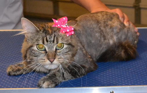 Milu is a medium hair Tabby. She had her Fur shaved, nails clipped, ears cleaned and a wash n blow dry.  Pampered by Kylies Cat Grooming Services also all size dogs.