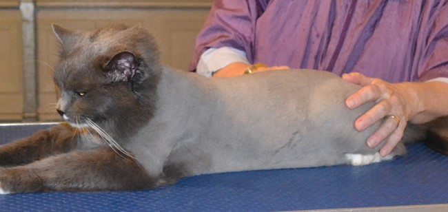 Puss is a Long Hair Russian Blue. She had her fur shaved down, nails clipped and ears cleaned.Pampered by Kylies Cat Grooming Services also all size dogs.