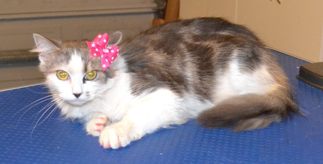 Aalyah is a Medium Hair Domestic. She came in for a full set of Baby Pink Softpaw nail caps.  Pampered by Kylies Cat Grooming Services also all size dogs.