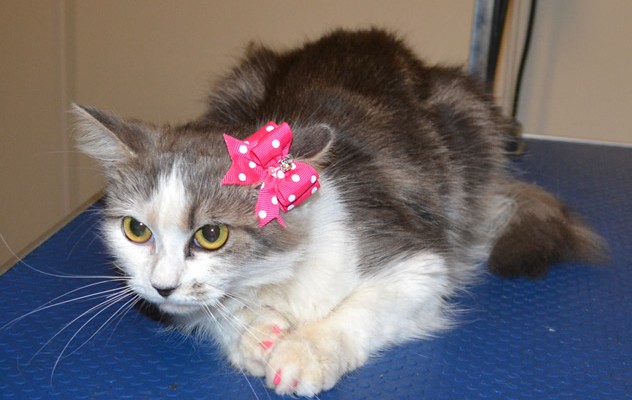 Aalyah is a Medium Hair Domestic. She came in for a full set of Baby Pink Softpaw nail caps.  Pampered by Kylies Cat Grooming Services also all size dogs.