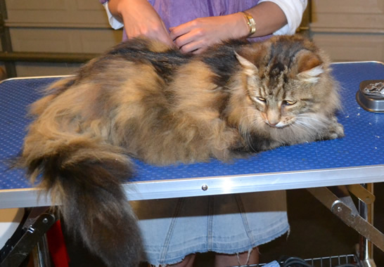Snookums is a Mainecoon. She had her fur shaved down and nails clipped. She got me good. A good hard bite on my Thumb. Ouchies!! Pampered by Kylies Cat Grooming Services also all size dogs.