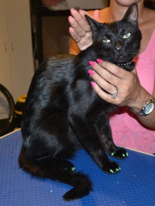 Kato is a Short hair Domestic. He is wearing a full set of Green Softpaw nail caps. Pampered by Kylies Cat Grooming Services also all size dogs.