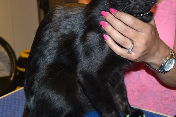 Kato is a Short hair Domestic. He is wearing a full set of Green Softpaw nail caps. Pampered by Kylies Cat Grooming Services also all size dogs.