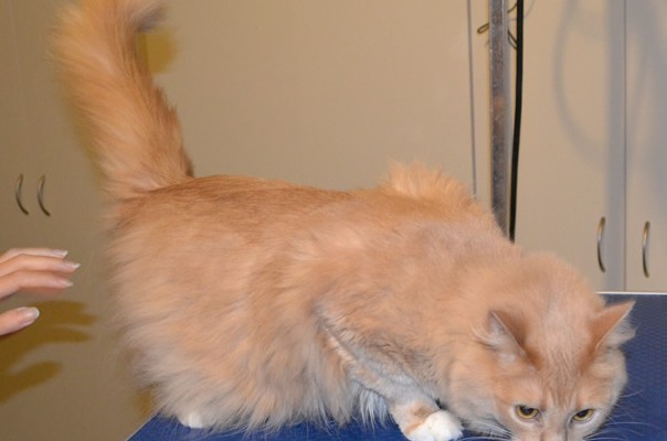 Emmy is a Medium hair Domestic. He had his fur shaved down, nails clipped, ears cleaned and a wash n blow dry. Pampered by Kylies Cat Grooming Services also all size dogs.