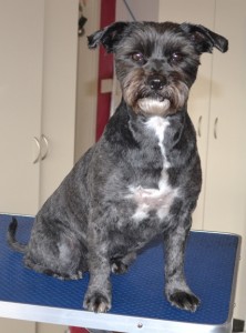 Panda is a Miniature Schnauzer x. She had her fur shaved down short, nails clipped and ears and eyes cleaned. Pampered by Kylies Cat Grooming services Also All Size Dogs.