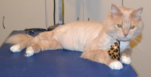 Emmy is a Medium hair Domestic. He had his fur shaved down, nails clipped, ears cleaned and a wash n blow dry. Pampered by Kylies Cat Grooming Services also all size dogs.