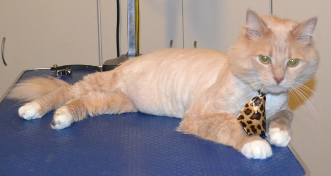 Emmy is a Medium hair Domestic. He had his fur shaved down, nails clipped, ears cleaned and a wash n blow dry. Pampered by Kylies Cat Grooming Services also all size dogs.