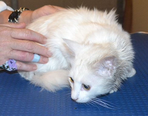 Crumpet is a 14 week old Long hair Domestic. She had her nails clipped, bum shaved, ears cleaned and a wash n blow dry. Pampered by Kylies Cat Grooming Services also all size dogs.