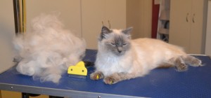 Skittles is a Ragdoll. He had his fur raked, ears cleaned, nails clipped, a wash n blow dry and Multicolored Softpaw nail caps. Pampered by Kylies Cat Grooming Services also all size dogs.
