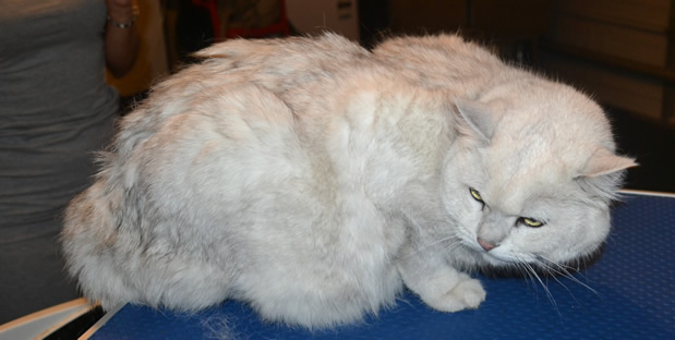 Ash is a British Short hair x Chinchilla. He had his matted fur shaved off and his nails clipped.  He was one crazy scary cat. I wouldn’t want to meet him in a dark ally! Pampered by Kylies Cat Grooming Services also all size dogs.