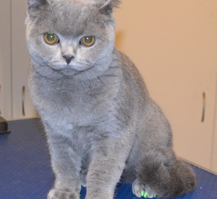 Boy is a British Short hair. He is wearing a full set of Green Softpaw nail caps. Pampered by Kylies Cat Grooming Services also all size dogs.