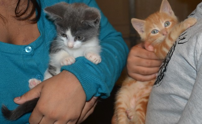 Tiger 7 weeks and Ginger 5 weeks both medium hair domestics came in for their nails clipped. Pampered by Kylies Cat Grooming Services also all size dogs.