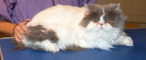 Frankie is a Persian. He had his fur shaved down, nails clipped, ears and eyes cleaned, a wash n blow dry and green Softpaw nail caps. Pampered by Kylies Cat Grooming Services also all size dogs.
