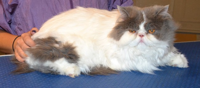 Frankie is a Persian. He had his fur shaved down, nails clipped, ears and eyes cleaned, a wash n blow dry and green Softpaw nail caps.   Pampered by Kylies Cat Grooming Services also all size dogs.