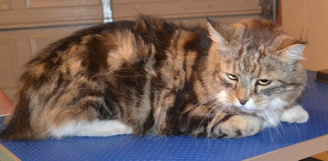 Puss is a Medium Hair Domestic. He had his fur shaved down, nails clipped and ears cleaned.  He was such a good boy. He sat there and let me groom him. He wasn’t even fussed with the clippers. Pampered by Kylies Cat Grooming Services also all size dogs.