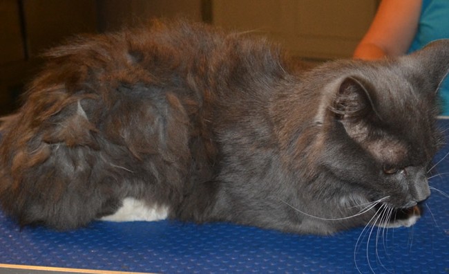 Wolverine is a Medium Hair Domestic.  He had his matted fur shaved down, nails clipped and ears cleaned.  Pampered by Kylies Cat Grooming services Also All Size Dogs.