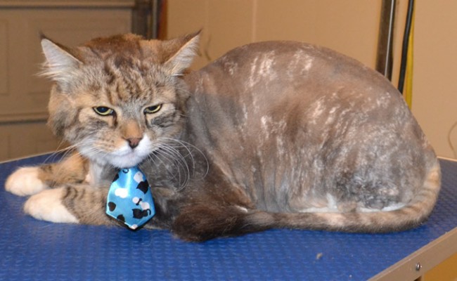 Puss is a Medium Hair Domestic. He had his fur shaved down, nails clipped and ears cleaned.  He was such a good boy. He sat there and let me groom him. He wasn’t even fussed with the clippers. Pampered by Kylies Cat Grooming Services also all size dogs.