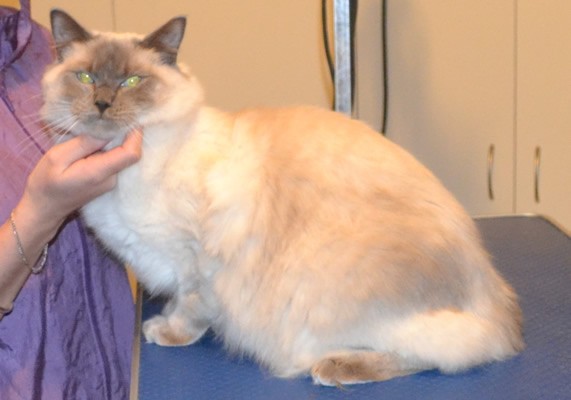 Luka is a Ragdoll. He had his matted fur shaved down, nails clipped, ears cleaned and a wash n blow dry. Pampered by Kylies Cat Grooming Services also all size dogs.