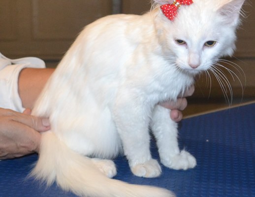 Crumpet is a 14 week old Long hair Domestic. She had her nails clipped, bum shaved, ears cleaned and a wash n blow dry. Pampered by Kylies Cat Grooming Services also all size dogs.