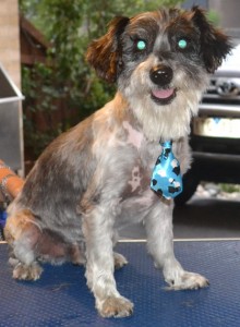 Jack is a Poodle x Schnauzer. He had his fur clipped short, nails clipped, ears cleaned, and a wash n blow dry. Pampered by Kylies Cat Grooming Services also all size dogs.